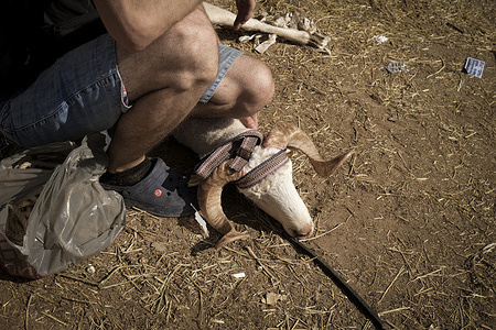 A Muslim prepares animal to be slaughtered on Eid-al-Adha day. After the Eid-al-Adha prayers people went to the sacrificial centers to get meat. Muslims across the world celebrate the annual festival of Eid al-Adha, or the Festival of Sacrifice, which marks the end of the Hajj pilgrimage to Mecca and in commemoration of Prophet Abraham's readiness to sacrifice his son to show obedience to God.