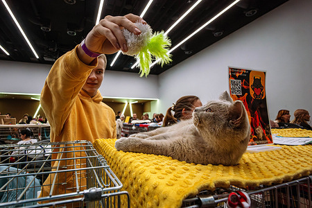 A cat owner teases his cat with a toy. On the 22nd of February, cat lovers visit the International Show of Purebred Cats at Warsaw's Centrum Praskie Koneser event space. The program includes two days of presentation of cats - from popular breeds such as Maine Coon or British Shorthair, to more exotic ones, such as Lykoi, Peterbald or Khao Manee.
