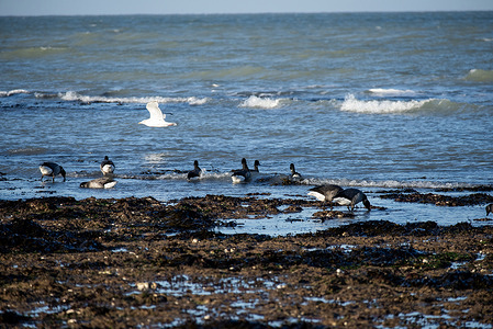 The Brent Geese feed on the seaweed at the Margate seashore. The Brent Geese (Branta bernicla) are the smallest goose visiting Britain. They migrate from Siberia to the UK's coasts and they stay from October to March, feeding on algae and sea grass.