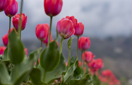 Tulip flowers are seen in bloom inside Tulip Garden. The Indira Gandhi Memorial Tulip Garden, formerly Siraj Bagh, boasts approximately 16 lakh tulips in over 68 varieties, which are the garden's main attraction during spring in Kashmir, which marks the start of peak tourist season. Thousands of people are flocking to Kashmir's blossoming almond alcoves and tulip gardens, which are described as therapeutic for the scarred psyche by some local mental health professionals.