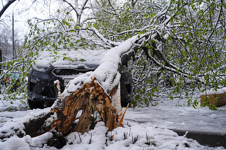 A tree trunk snapped due to heavy ice accumulation on its branches and fell onto a car following heavy snowfall in Moscow. Heavy snowfall hit Moscow and the region at night, and sleet covered the trees, causing them to fall onto parked cars.