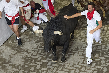 A bull runs through the streets during the San Fermin festival. The San Fermin festival features bulls from the Fuente Ymbro cattle ranch and concludes with a bullfight at the inner platform of the Pamplona bullring. This centuries-old tradition attracts thousands of thrill-seekers and spectators each year. Many join the iconic running of the bulls through the city streets.