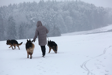 A woman takes her dogs for a walk near Coburg, Germany after a night of heavy snowfall. There has been heavy snowfall overnight throughout the region making travel very difficult. Some people got out early to enjoy the winter wonderland.