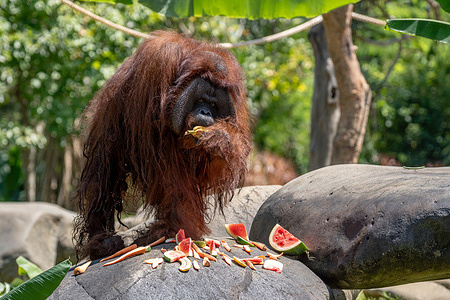 Jacky, a 48 year old Bornean orangutan (Pongo pygmaeus) receives a stack of fruits and vegetables during his birthday celebration at the Bali Zoo Conservation Center. Jacky is the oldest orangutan under human care surpassing the average lifespan of wild orangutans which is around 40 years.