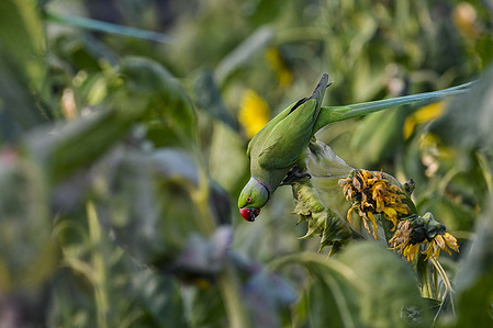 A Rose-ringed Parakeet feeds on the blossoms of a sunflower field.