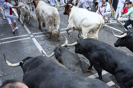 Bulls run through the streets during the San Fermin festival. The event is held at Cebada Gago cattle ranch and section on merchants' curve.