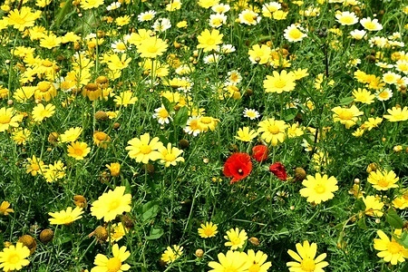 Field of flowers: Crown chrysanthemum (Glebionis coronaria) and poppies in the city of Lyon.