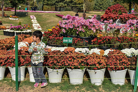 A visitor explores Asia's largest and Kashmir’s first Chrysanthemum Garden locally known as ‘Gul-e-Dawood’ in Srinagar. In a bid to revive tourism after the Pahalgam militant attack, that killed 26 people, including tourists. Kashmir has unveiled its first and Asia's largest Chrysanthemum Garden or Bagh-e-Gul-e-Dawood, in Srinagar. This year, 3,000,000 blooming chrysanthemums, of more than 50 different varieties, fill the five-hectare garden. The initiative aims to extend the region's tourism season beyond the spring tulip bloom, offering visitors a colourful and fragrant experience during the autumn months.