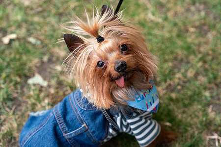 Dog seen taking part in the Greenwich dog show at The Old Royal Naval College. The Greenwich Dog Show took place on Saturday 13th June at The Old Royal Naval College London with judges, Actress Gracie McGonigal and Dog Trainer and Behavior Specialist Sam Neezer handing out awards to dogs for everything from Glorious golden oldie, Best Trick to Best Unique Feature and cutest pup culminating in a Best in Show winner being awarded at the end of the day.