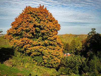 A view of a big tree with all golden and yellow leaves. During the Autumn season, the landscape in The Netherlands is flooded with green, ochre, golden and reddish colors. It’s the perfect season to take pictures of nature and enjoy the marvelous sights. The Netherlands has many wooded areas with hiking trails that are easy to follow.