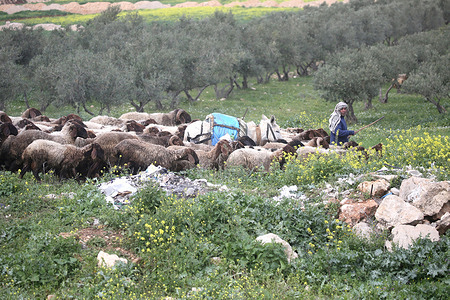 A Palestinian shepherd looks out at an Israeli checkpoint in the West Bank. Israeli forces closed the Anab military checkpoint east of Tulkarm in the West Bank after soldiers shot and killed a Palestinian policeman. The army accused him of attempting to run over a group of soldiers at the checkpoint.