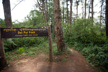 Doi Pui Peak sign. The Bird Watching Route at Doi Pui, part of Doi Suthep-Pui National Park in Chiang Mai, is a scenic trail ideal for birding enthusiasts and nature lovers. Starting from Baan Doi Pui Mhong village, this moderately challenging 7.9-mile (12.7 km) loop winds through lush evergreen and deciduous forests with an elevation gain of about 2,565 ft. Expect to spot vibrant bird species like Black-throated Sunbird, Blue-throated Barbet, and Green Cochoa (seasonally), alongside rare trees and wildflowers. The trail offers stunning views of Chiang Mai and a serene escape into nature. Best visited from July to February to avoid the smoky season (March-May).