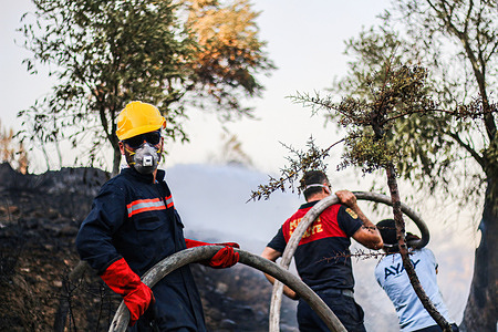 Firefighters working to extinguish burning trees.Wildfire that started 8 days ago continues in the southern and southwestern cities of Turkey. Mugla's Milas district is among the regions most affected by the fires.