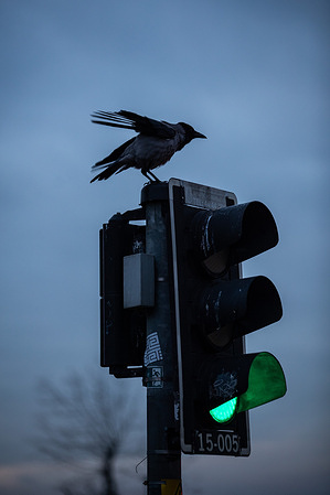 A crow is spotted on top of the traffic light in Kadikoy.