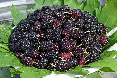 Diyarbakır's Hevsel gardens are also known for their dark purple mulberries. There are many derelict mulberry trees in the gardens and in the city. Natural life revived during the spring in the ecological Hevsel gardens, which are located right next to the city of Diyarbakir. The famous gardens were included in the World Cultural Heritage List by UNESCO in 2015.