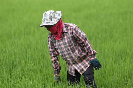 A farmer works on her rice field in Nakhon Sawan province north of Bangkok.