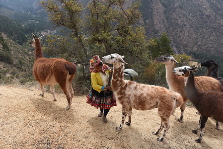 A villager of Chacachaca community is seen with her flock of Llamas at the Pumahuanca valley, inside the Urubamba mountain range.
Pure breed Llamas (Lama glama), a fundamental animal for local economy, and considered as sacred, during the Inca Empire, have almost disappeared in this Peruvian region. Currently, llama breeding is practiced mainly only by one few families of high-Andean communities.