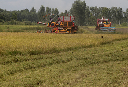 Combine harvesters seen in a rice filed. Thailand ranks among the world's top rice producers and is the second-largest exporters of rice. Approximately half the country's cultivated land is dedicated to rice farming. Key production regions are in the central and northeastern parts of the country.
