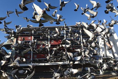 Homing pigeons are seen flying during a race between Almazán and Barcelona.
3,500 homing pigeons, which were taken from their lofts in Barcelona's province, were released in Almazán for a race of approximately 450 kilometres between this town in the north of Spain and Barcelona, east of country.