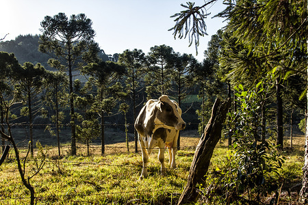 A cow seen gazing in a field at the Linha Babenberg.