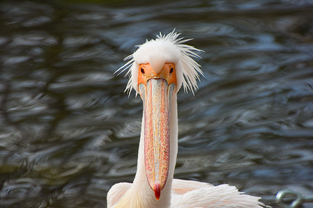 A pelican seen in St James's Park, Central London. Six great white pelicans, free to come and go as they please, live in the park and are fed daily.