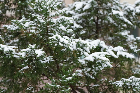 Fresh snow covers leaves on a tree branch.