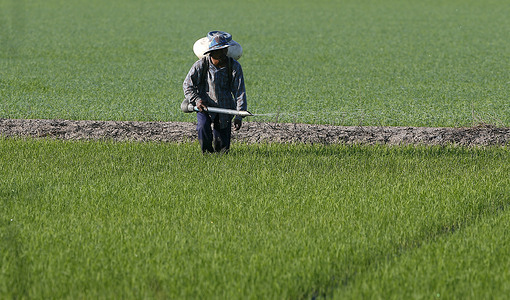 A Thai farmer sprays fertilizer over his rice field during a sunrise in Nakhon Sawan province, north of Bangkok.