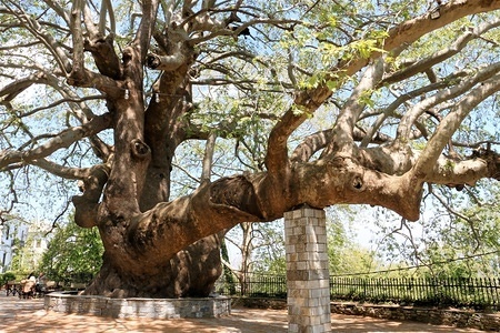 The oldest plane tree seen standing firm in the main square of Tsagkarada in Pelion.
The Greek region of Pelion is named after the Mountain and is full of villages showcasing the local traditional architecture and beaches with clean and exotic looking water.