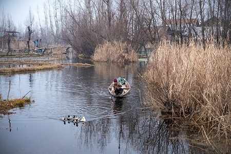 A man rows his boat as ducks swim beside him in the interiors of Dal Lake. Jammu and Kashmir is witnessing one of its driest winter seasons in recent years, with official data indicating an alarming 85% rainfall deficit. The prolonged dry spell has significantly increased fire risks and raised serious concerns about water availability, agriculture, and snowfall-dependent livelihoods across the Kashmir Valley.