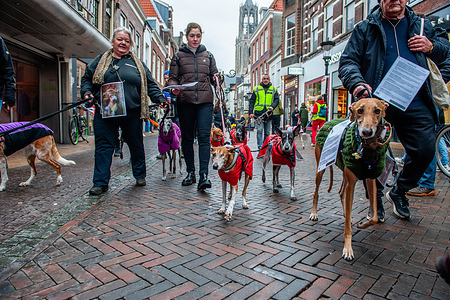 Protesters are walking with their dogs and placards in support of these animals. In the Dutch city of Utrecht, people marched with their adopted Spanish Greyhounds and Podencos to support organizations fighting in Spain against ongoing greyhound suffering. The Spanish organization 'No A La Caza' (NAC) organized several demonstrations across Europe. Every year, after the hunting season, about 50,000 Galgos and Podencos are abandoned, animal rights organizations in Spain say.