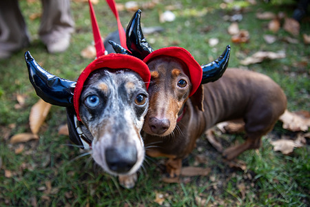 Two Dachshunds wearing costumes stand in London park. Owners of Dachshunds gather for the annual Halloween meet-up in Hyde Park, Central London, an event that has taken place since 2017 and is organized online by "@hydeparksausgaewalk", who also host a Christmas walk. The gathering typically attracts dog owners from around the world who dress their “sausage dogs” in costumes and parade through the park. This year, the event was officially cancelled by park authorities citing “too much media interest,” but many owners who had already traveled still attended, continuing the walk in the public park despite the ban.