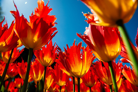 A view from below of very exotic tulips. Keukenhof, the Garden of Europe, is one of the world's largest flower gardens and is situated in Lisse, the Netherlands. As tulips bloom in vibrant hues, tourists flock to capture the perfect shot.