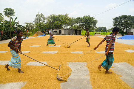 Rice mill workers raking paddy for sun drying at a rice mill in Munshiganj during the covid 19 crisis. 
Mills and factories reopen as the lockdown for Coronavirus is getting eased in Bangladesh.