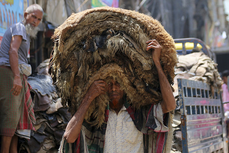 A worker seen carrying rawhides after applying salt out of a warehouse at the Posta area in Dhaka.
In the post-Eid few days, it has been a common scenario that traders at Posta area, which is known as wholesale market for rawhide, are busy processing rawhide by rubbing salt. Not only the rawhide traders but tanners are also busy buying rawhide from the wholesalers during Eid-ul-Azha.