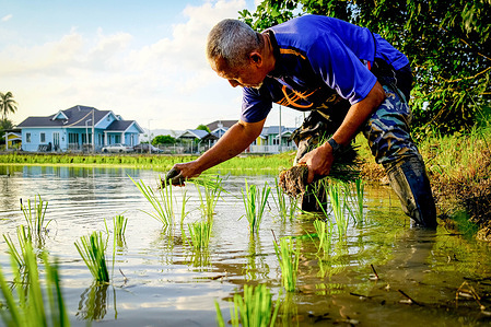 Mohamad Ridzuan seen sowing paddy seedlings using his hand during rice planting season. Some farmers still plant rice using traditional methods, using hand sowing paddy seedlings in flooded fields. The practice preserves cultural heritage for the young generation knowledge as the industry has moved into modern technics, of using machineries. Climate change and erratic rainfall also threaten yields of crops across Asia where 90% of global rice is produced. The survival of this traditional method is now entwined with the world's broader struggle for food security.