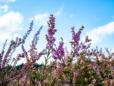 A closer view of the purple heather. The heathlands of the Hoge Veluwe National Park are in full bloom. The blooming purple heather attracts each year lots of tourists, hikers, and families to enjoy this outstanding nature event.