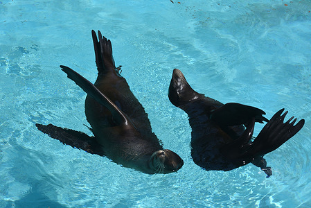 Two sea lions are seen sunbathing in water at Barcelona Zoo, where the temperatures reached up 27ºC during the afternoon hours. Spain is suffering the hottest May days in 70 years, according to the Spanish State Meteorological Agency, AEMET. Temperatures are expected to reach 6-10 degrees above normal. In some southern parts of the country, these could reach maximum temperatures of more than 40C.