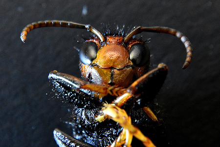 The ventral view of Asian hornet queen.