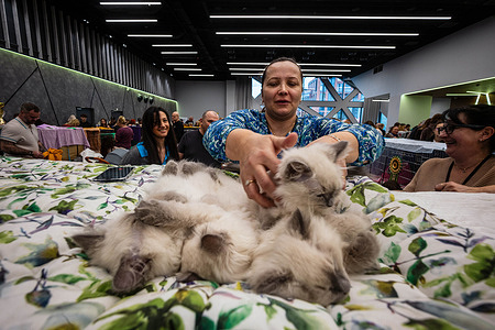 A cat owner lovingly arranges small kittens on the top of a cage. On the 22nd of February, cat lovers visit the International Show of Purebred Cats at Warsaw's Centrum Praskie Koneser event space. The program includes two days of presentation of cats - from popular breeds such as Maine Coon or British Shorthair, to more exotic ones, such as Lykoi, Peterbald or Khao Manee.