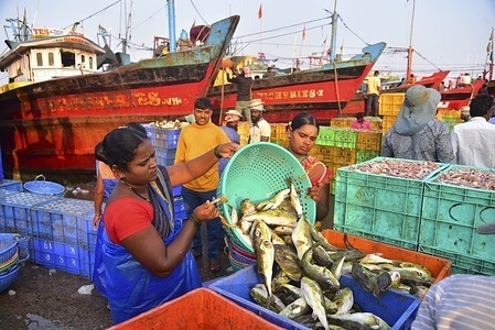 Workers and laborers form a human chain to unload crates of fresh fish from a large deep-sea trawler at the Mangalore Bunder, locally known as "Dhakke," in Mangalore. The Mangalore fishing harbor is the largest marine landing center in the state, contributing nearly 40% of Karnataka’s total marine catch. This hub is a critical driver of the regional economy, supporting the livelihoods of over 160,000 people and fueling a seafood export industry that serves global markets, including Japan, the Middle East, and Europe.