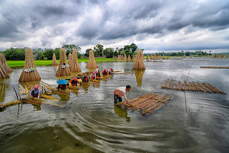 Workers strip the fibers from the stems of jute plants at Bortir Bill, a vast wetland surrounded by farmlands, in the North 24 Parganas district of West Bengal. Jute is one of the most important cash crops produced in Ganges Delta, and it has natural fibers, like cotton.