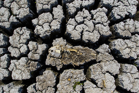A dead fish laying on the cracking earth of a dry lake bed. 
Nevada continues to suffer through a drought.