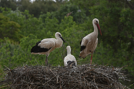 A white stork is seen with its two chicks in their nest in Madrid.
The number of white stork chicks born in their nests at Madrid zoo has increased considerably in the last decade due to availability of food.