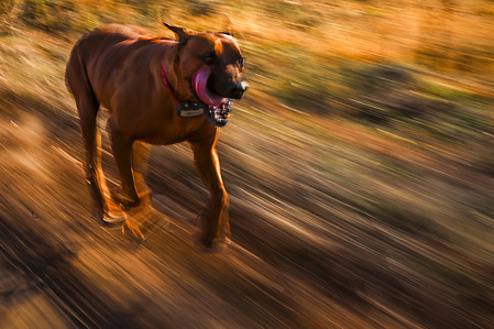 A dog plays with a ball and runs around in a meadow on a beautiful autumn afternoon in Budapest.