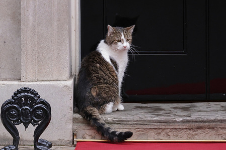 Larry, the Chief Mouser to the Cabinet Office, seen sitting outside 10 Downing Street in London.