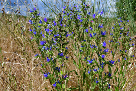 Common bugloss, Echium vulgare, in the village of Clonas-sur-Vareze, France.