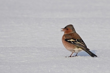 A finch is seen trying to feed in the snow at the Hevsel Gardens. Nearly 200 bird species live in the World Heritage Site of Hevsel Gardens, adjacent to the historic city of Diyarbakir in Turkey.