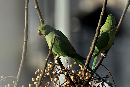 A rose-ringed parakeets also called ring-necked parakeets or Kramer's parrots seen perched on a strawberry tree to eat its fruit.