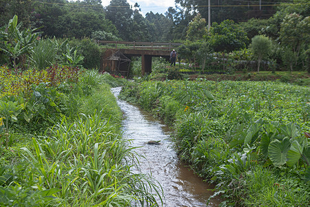 The source of the Nairobi River flows along the border of Nairobi and Kiambu counties near Kikuyu in Kenya’s highlands, where clear water emerges from the lush landscape and begins its journey downstream. At the source of the Nairobi River on the border of Nairobi and Kiambu counties, insects inhabit a quiet highland ecosystem sustained by vegetation and moisture. The presence of pollinators, predators, and decomposers indicates a functioning ecological balance at the river’s origin.