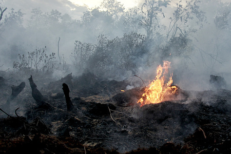 View of the burnt down forest in Meulaboh.
Forest and land fires in West Aceh Regency spread over seven sub-districts burning around 121.8 hectares. However, this was stated to be reduced based on data from the Aceh Regional Disaster Management Agency (BPBD-Aceh). The cause and causalities of the fire are still uncertain.